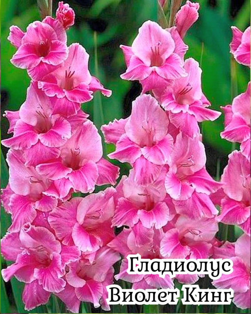 Гладиолус Виолет Кинг