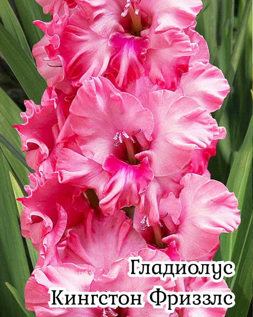 Гладиолус Кингстон Фриззлс