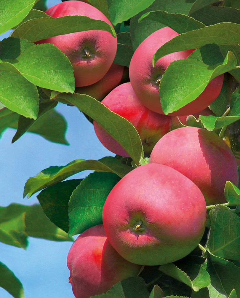 Саженцы яблони «Аркаим»