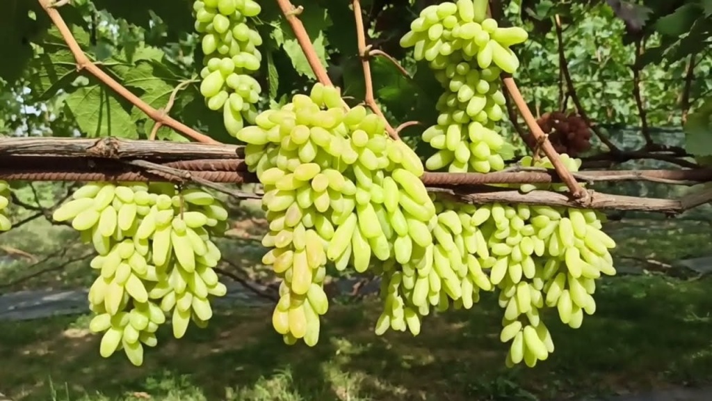 Виноград Ламборджини Кишмиш