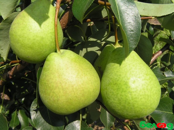 Саженцы груши «Кудесница»