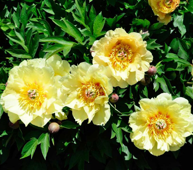 Пион Бордер Чарм