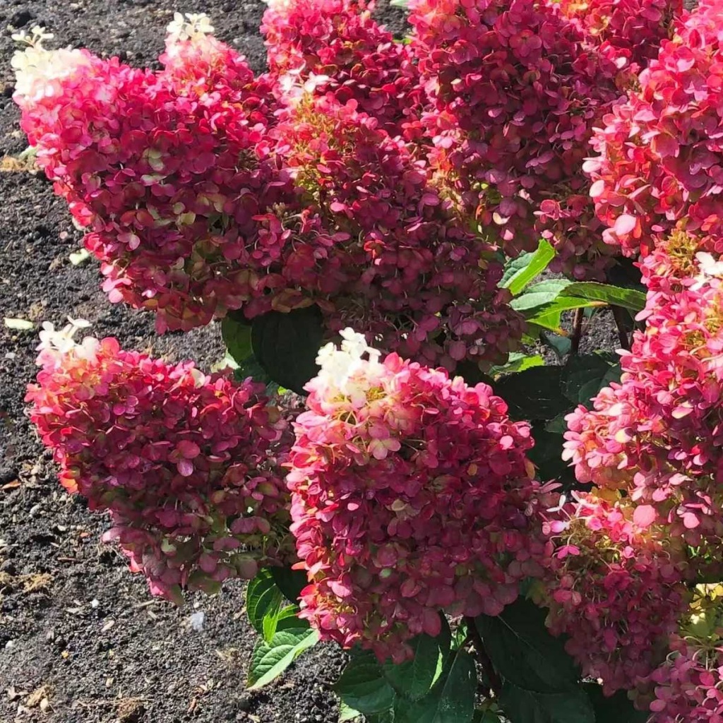 Гортензия метельчатая Ред Вельвет (Индиан Саммер)