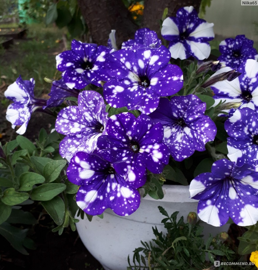 Потуния "Night Sky"