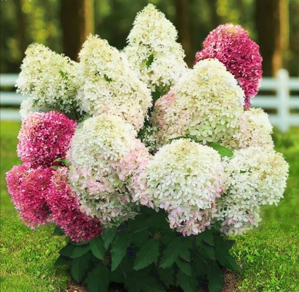 Гортензия метельчатая Роял Флауэр 