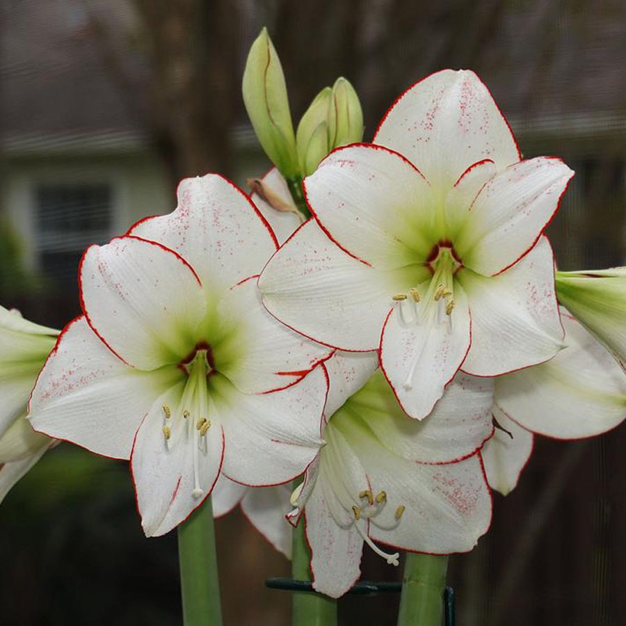 Амариллис Пикассо