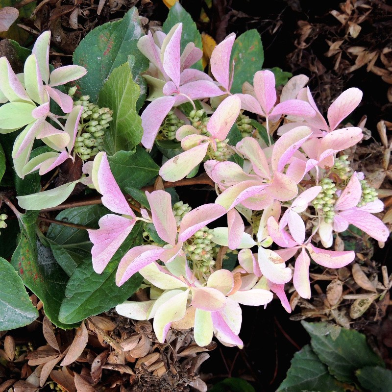 Гортензия метельчатая Стар Роуз