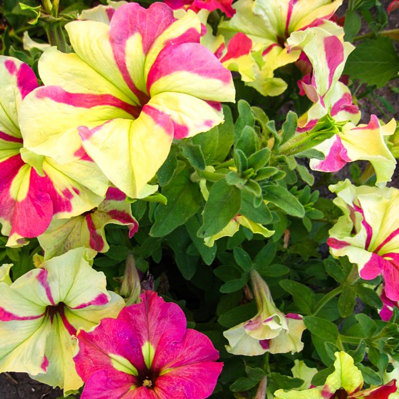 Петуния Софистика Лайм Биколор