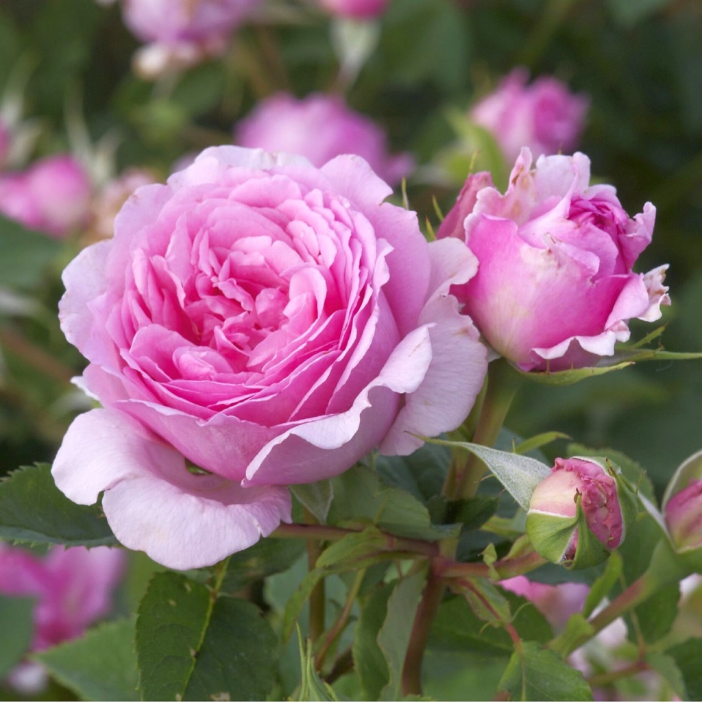 Роза плетистая Бьенвеню