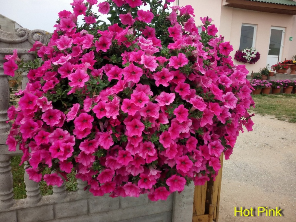 Сурфиния "Hot Pink"