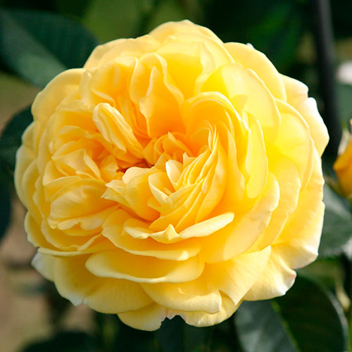 Роза флорибунда Инка (Inka) 