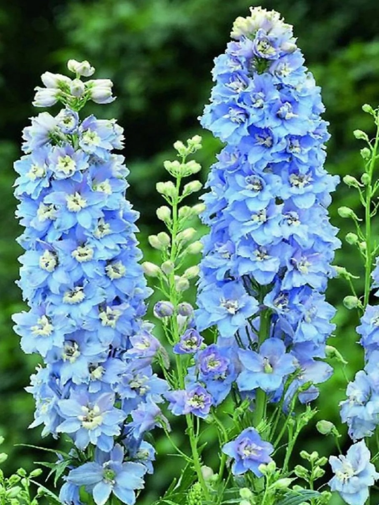 Дельфиниум Скай Блю Уайт Би