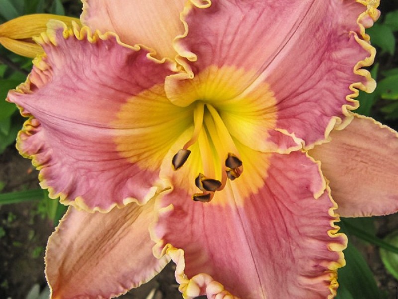 Лилейник Лавендер Туту