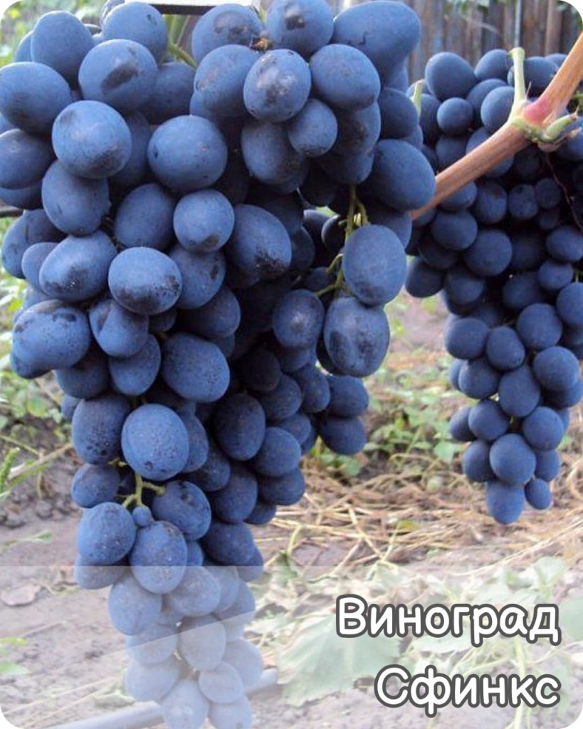 Виноград Сфинкс