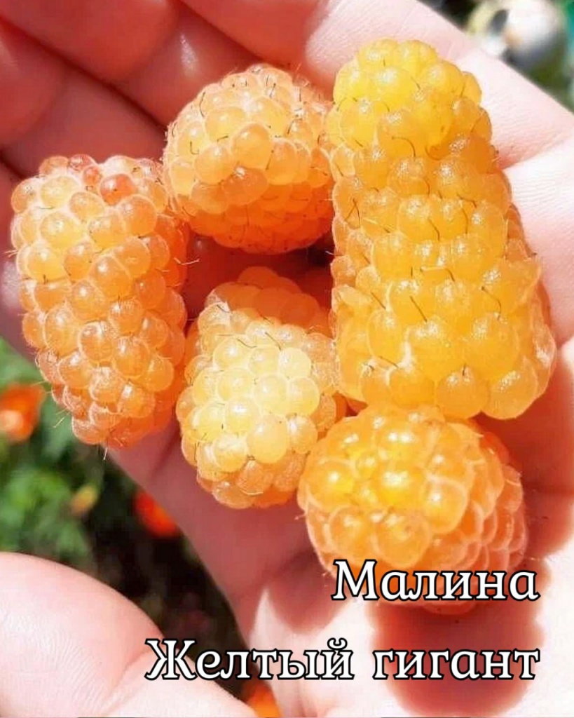 Малина (крупноплодная) Желтый гигант