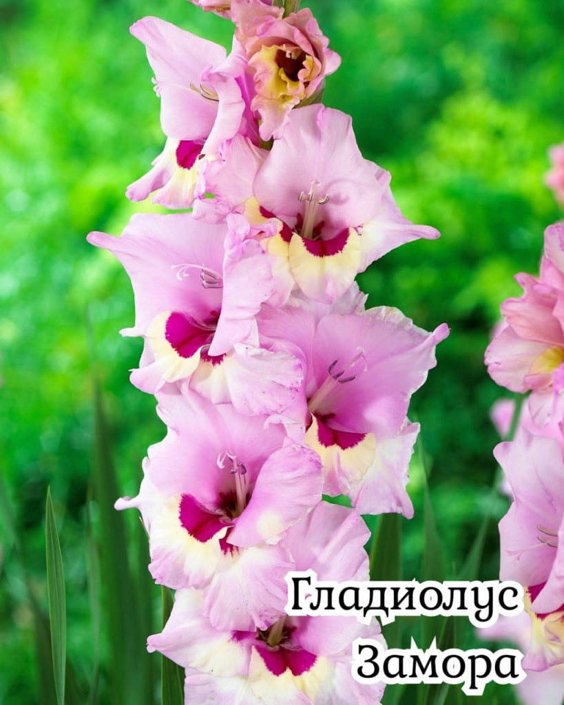 Гладиолус Замора