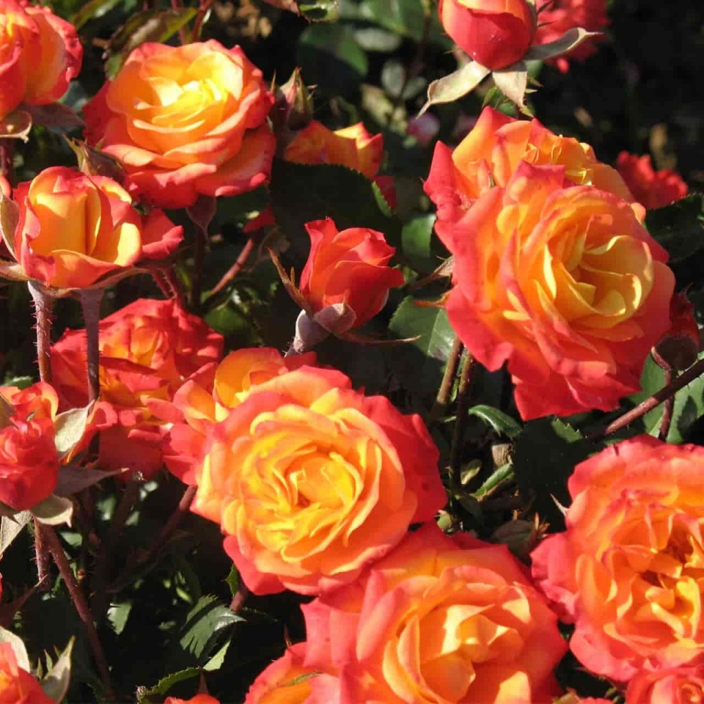 Роза спрей Тайфун