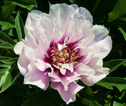 CoraLouise (Пион)