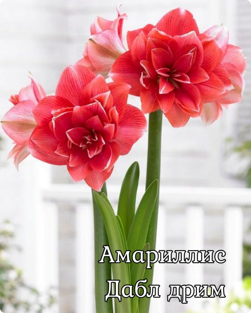 Амариллис Дабл Дрим