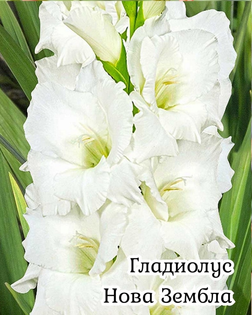 Гладиолус Нова Зембла