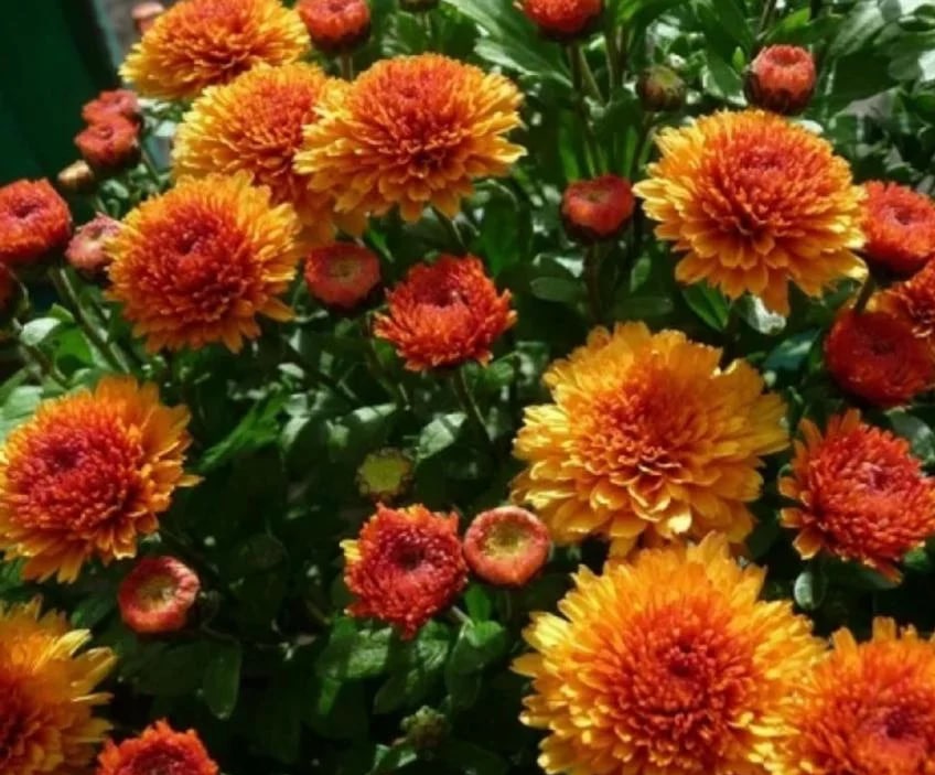 Хризантема Molfetta Orange (77)