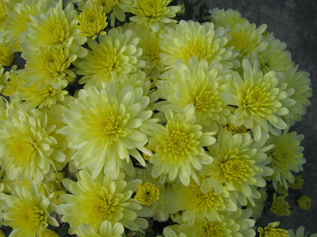 Хризантема Bransound Lemon (№28)