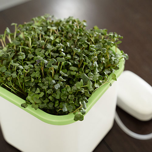 Проращиватель Здоровья клад