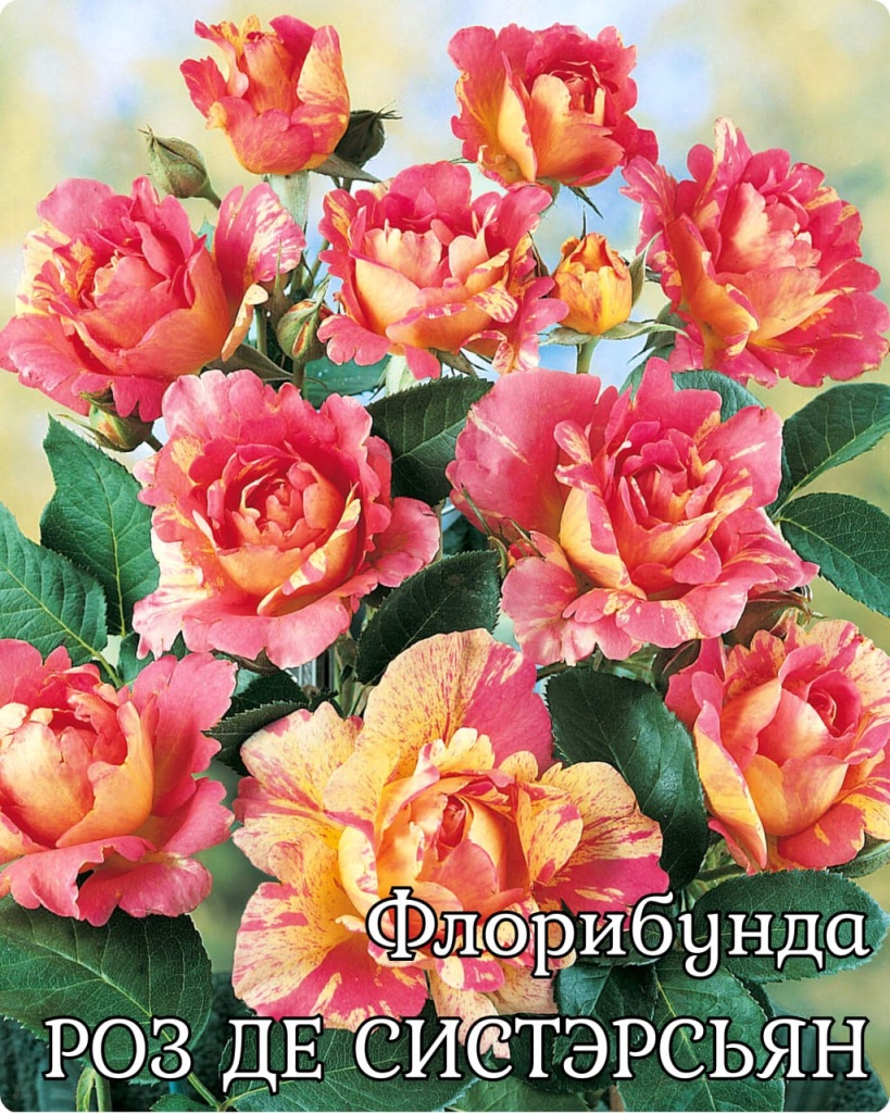 Флорибунда Роз Де Систэрсьян