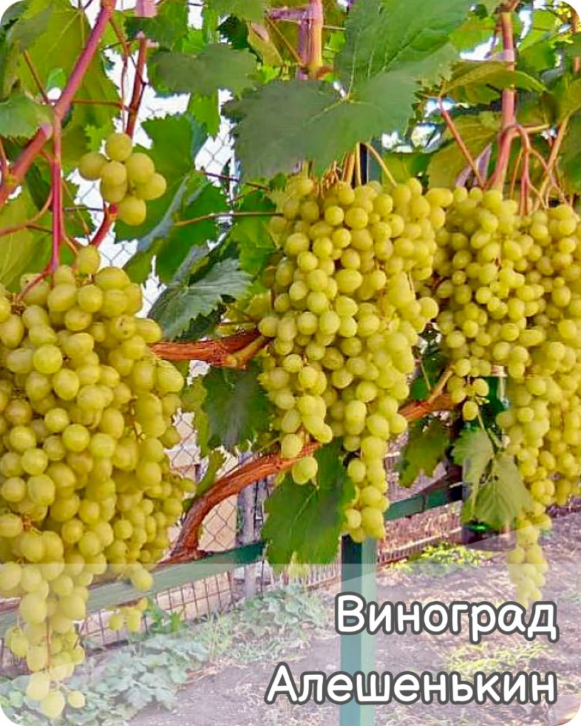 Виноград Алешенькин