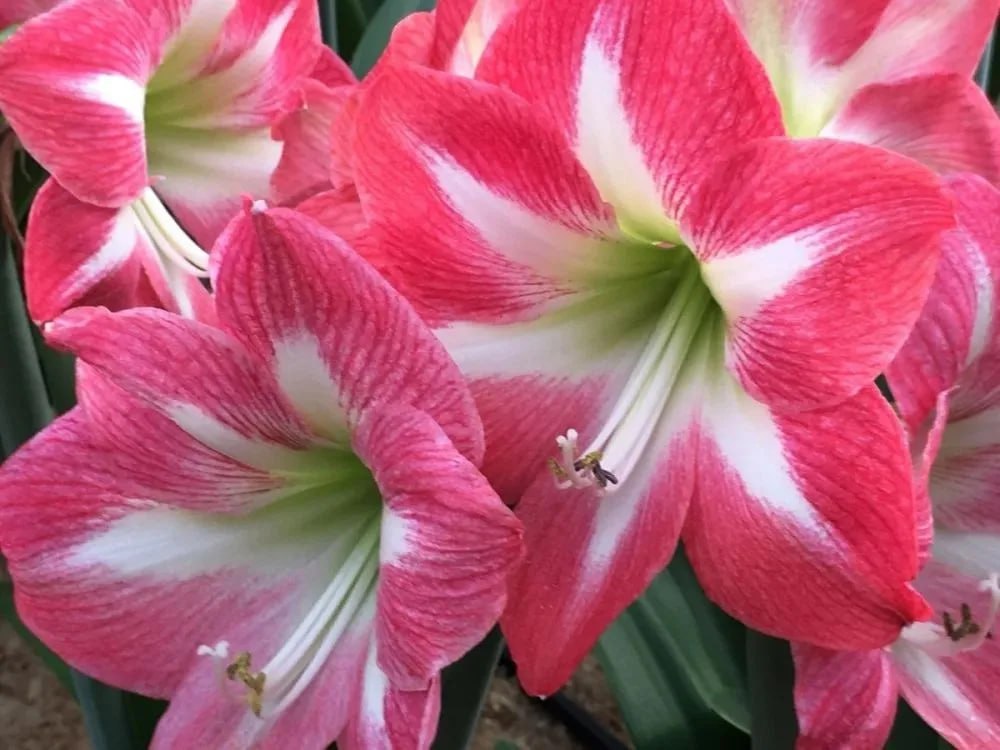 Амариллис Экспожур