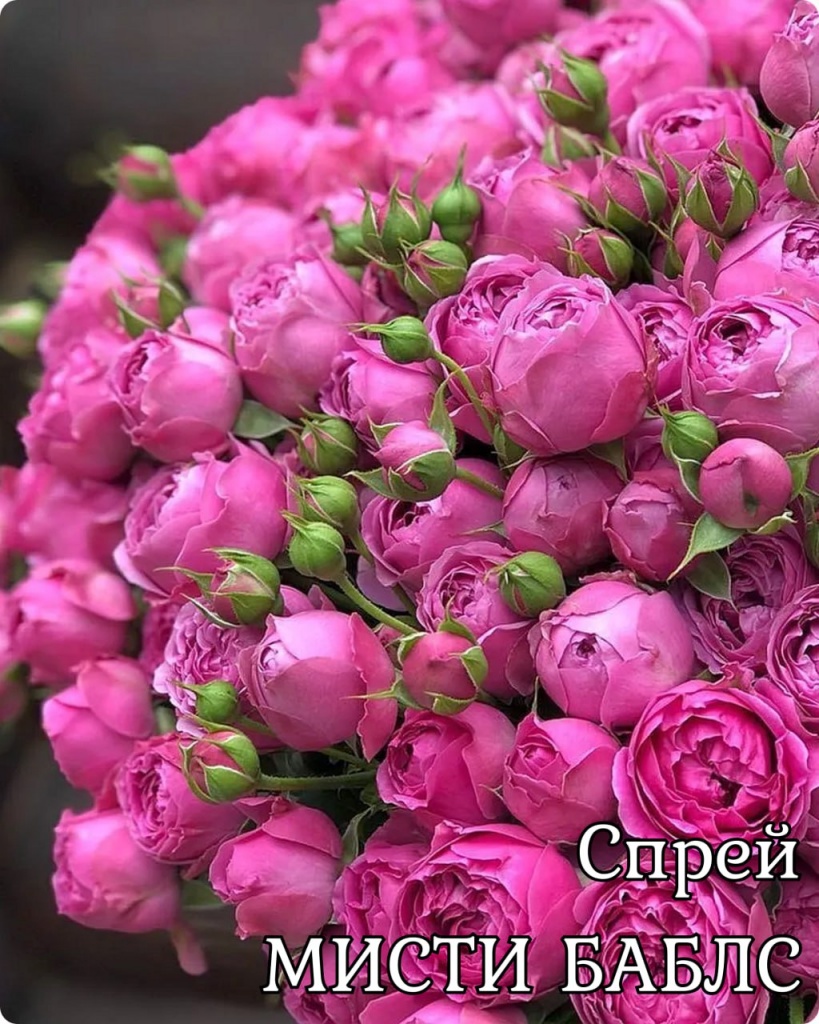 Роза спрей Мисти Баблс