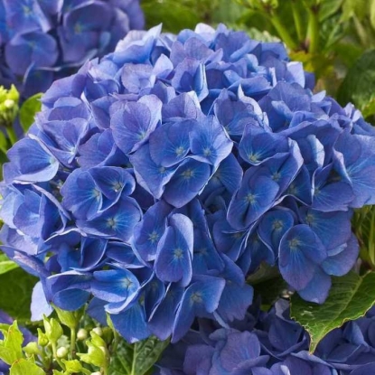 Гортензия крупнолистная Рената Штайнигер