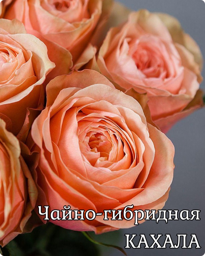Роза чайно-гибридная Кахала