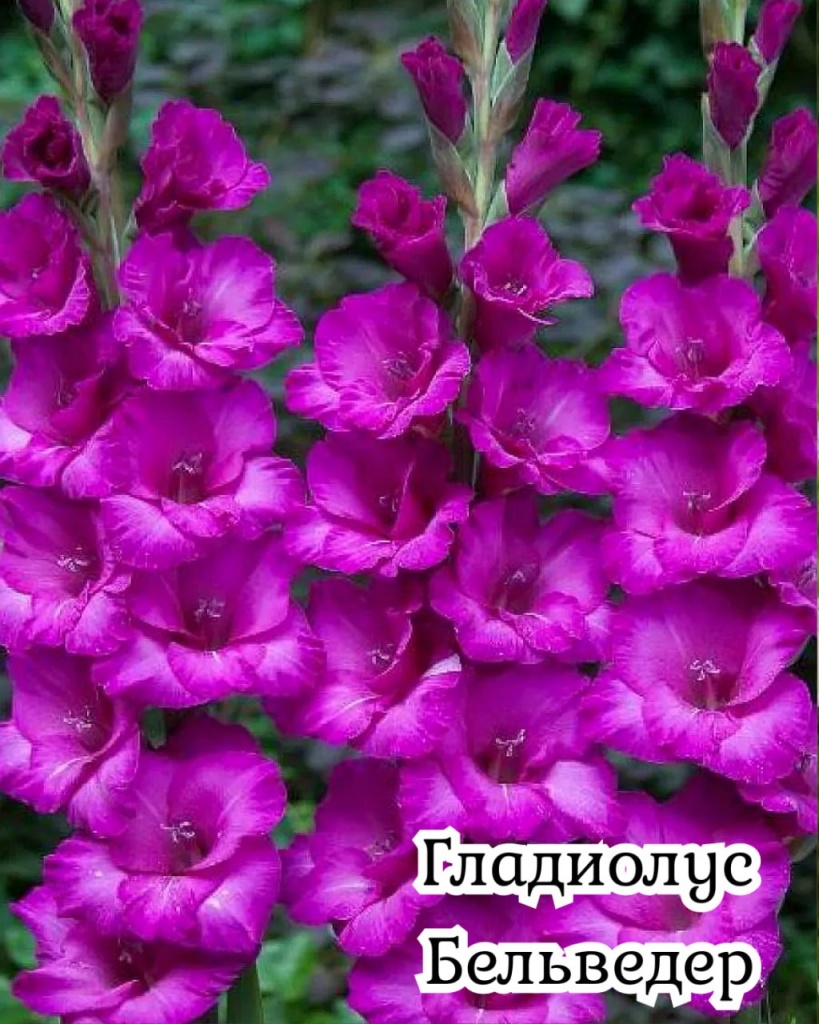 Гладиолус Бельведер
