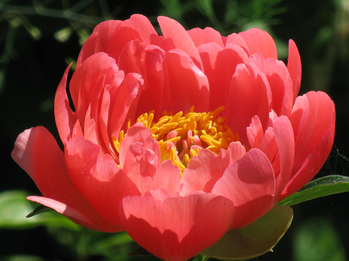 Пион Коралл Сансет