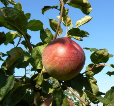 Саженцы яблони «Алеся»