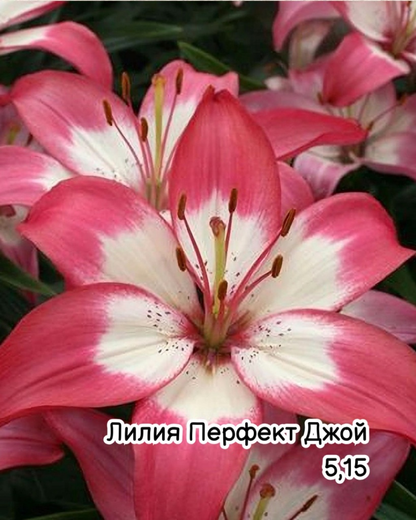 Лилия Перфект Джой