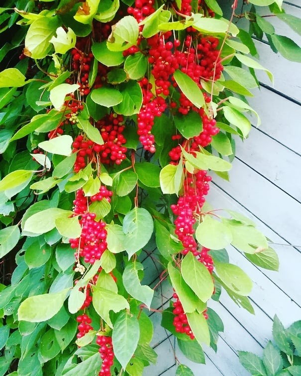 Лимонник китайский Синензис