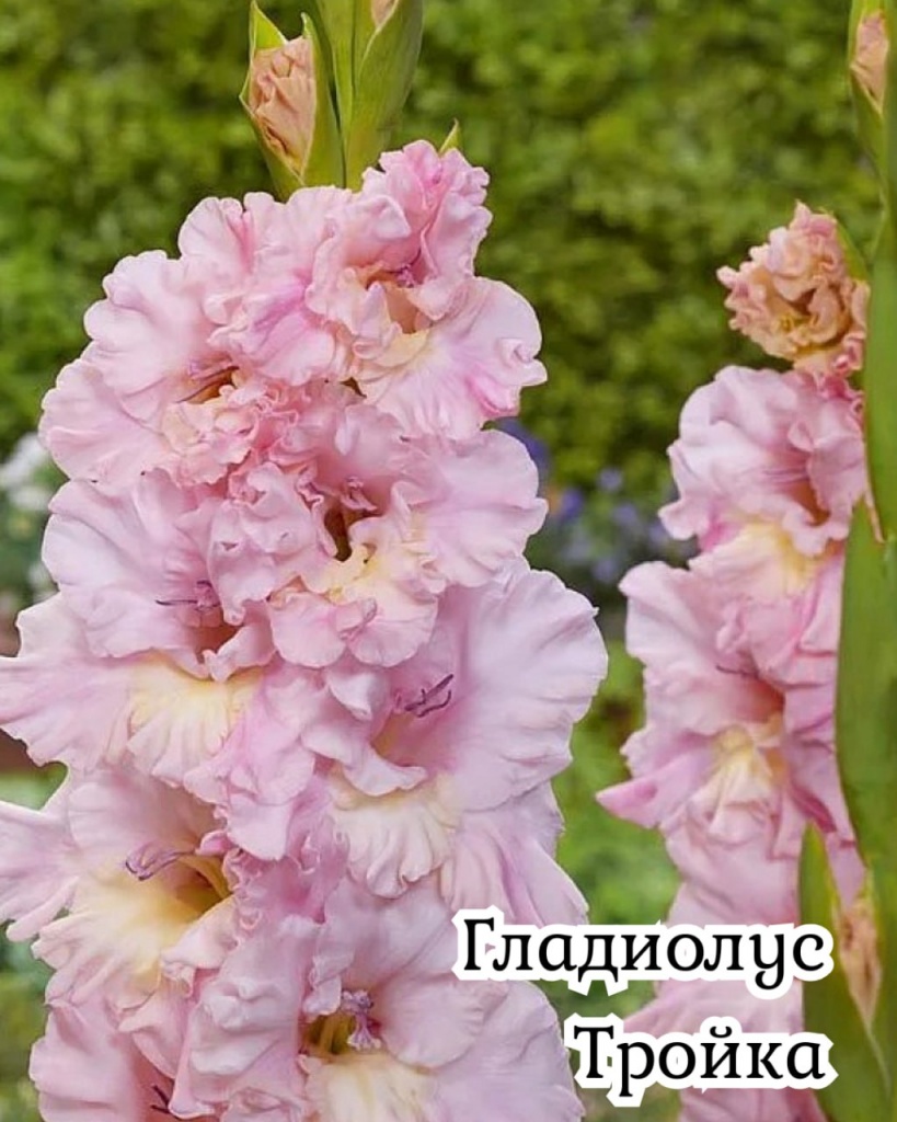 Гладиолус Тройка