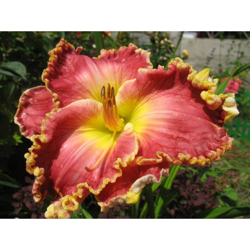 Лилейник Дария