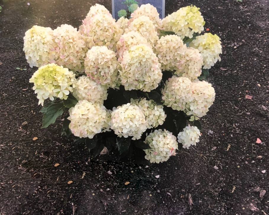 Гортензия метельчатая Пинк Шейд 