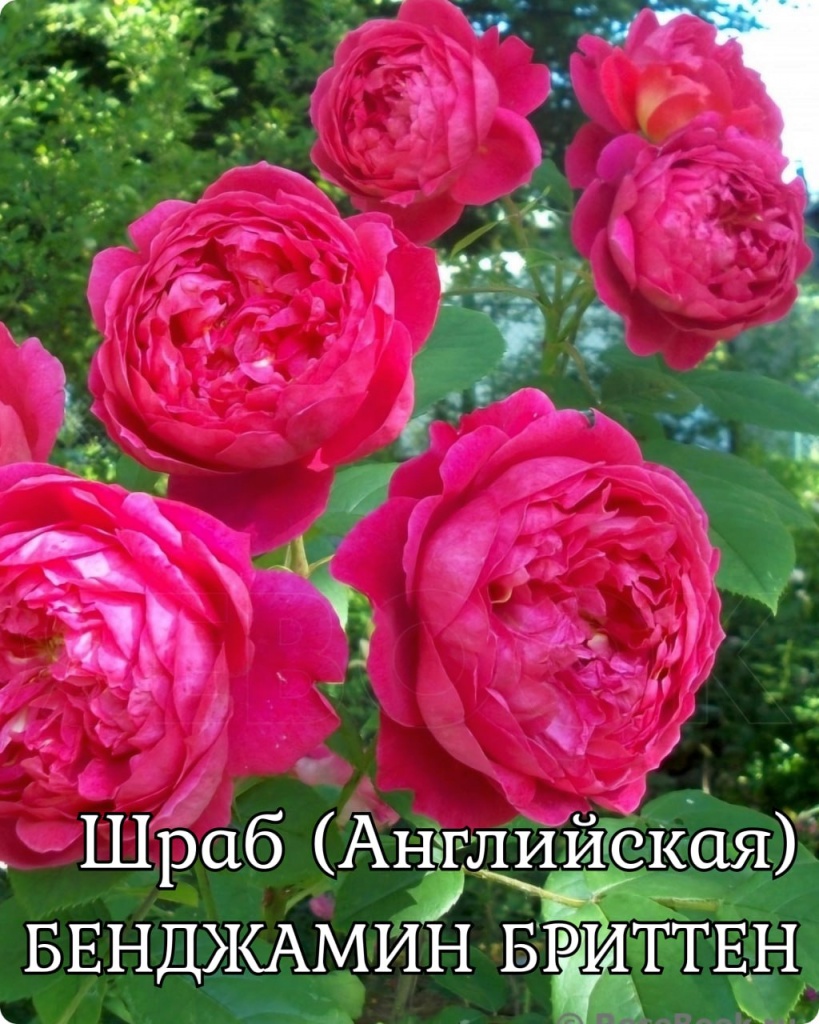 Роза шраб (Английская) Бенджамин Бриттен