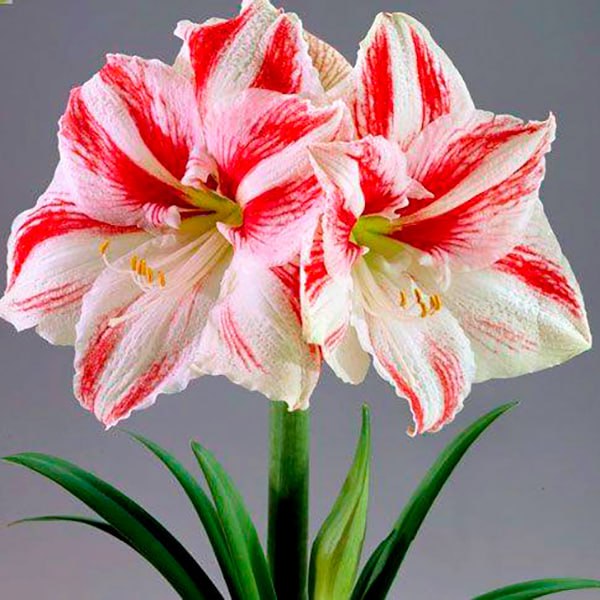 Амариллис Клоун