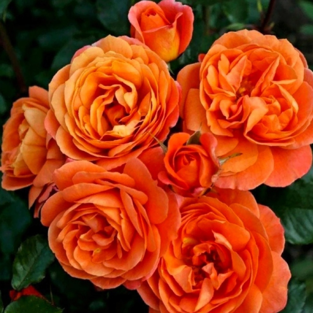 Роза флорибунда Феникс