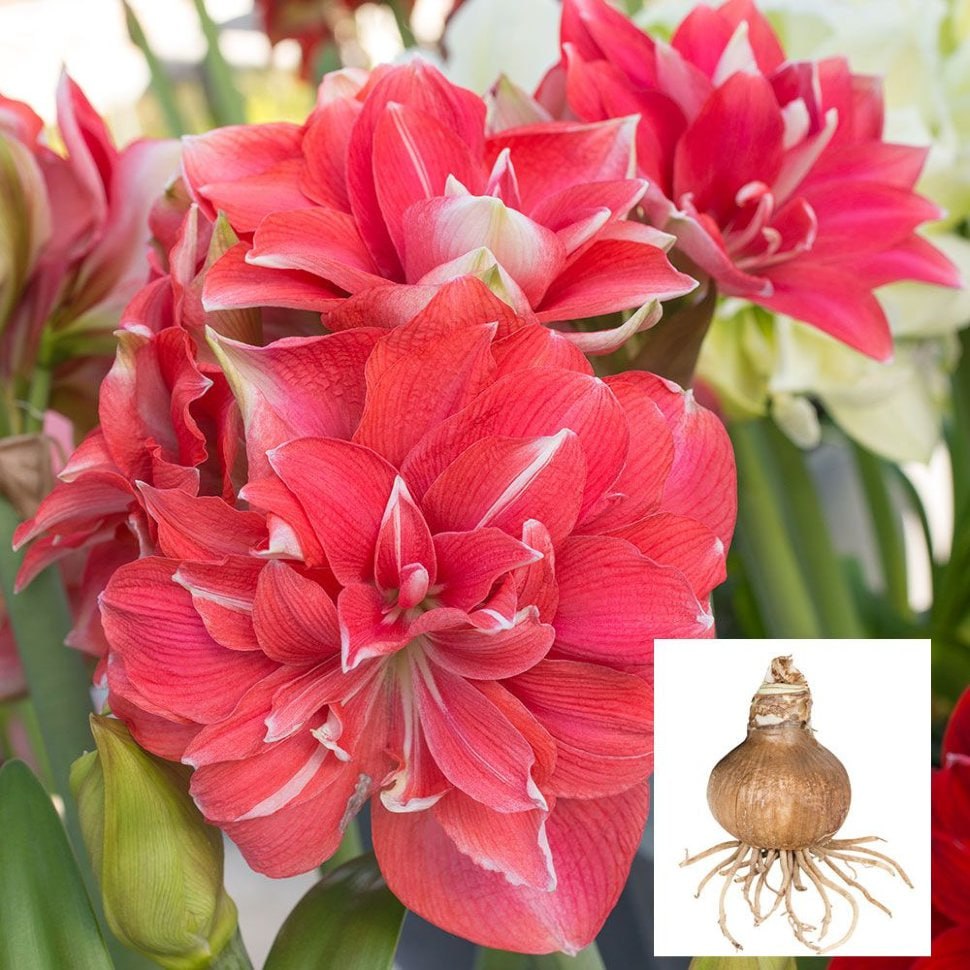 Амариллис Дабл Дрим