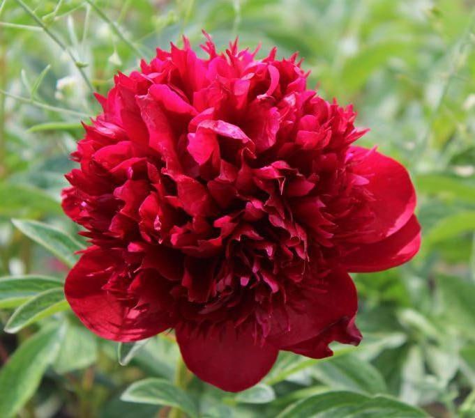 Пион Ред Меджик