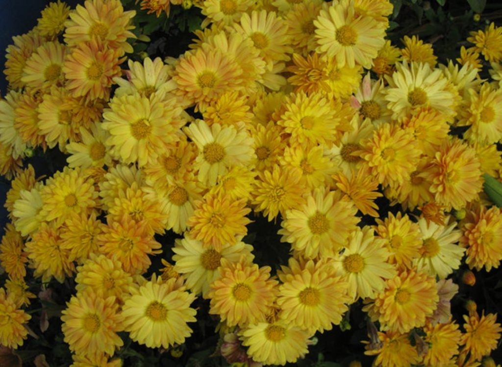 Хризантема Янтарная Леди (№4)