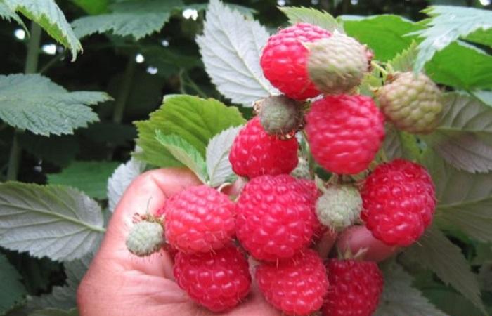 Малина Глен Ампел