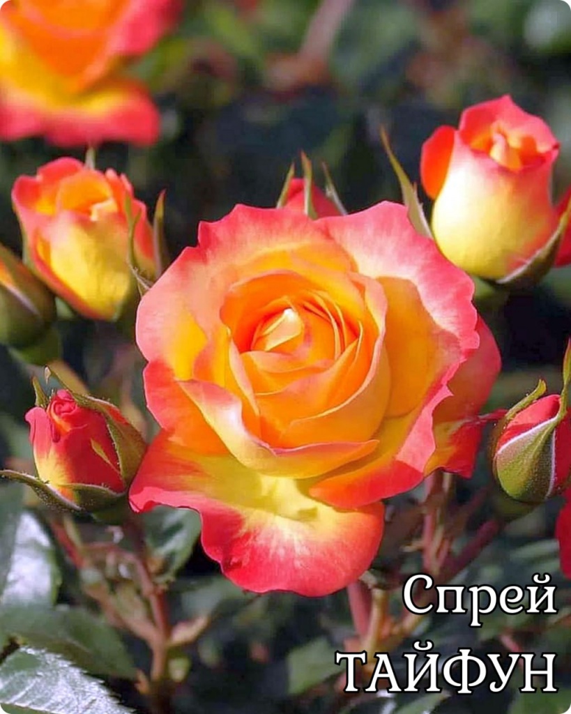 Роза спрей Тайфун