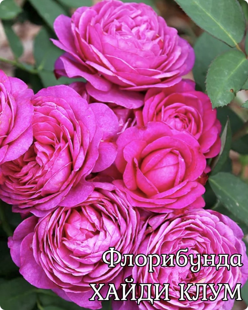 Роза флорибунда Хайди Клум